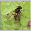 Chrysopilus erythrophthalmus - Schnepfenfliege 02.jpg